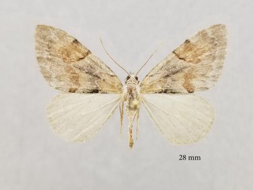 Pennithera sp.